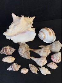 Lot 2 Shells