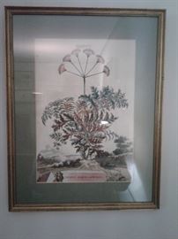 Hand colored botanical wood engraving