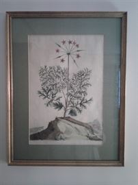 Hand colored botanical wood engraving