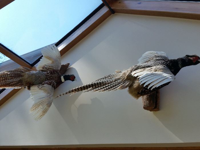 Pheasant Mounts