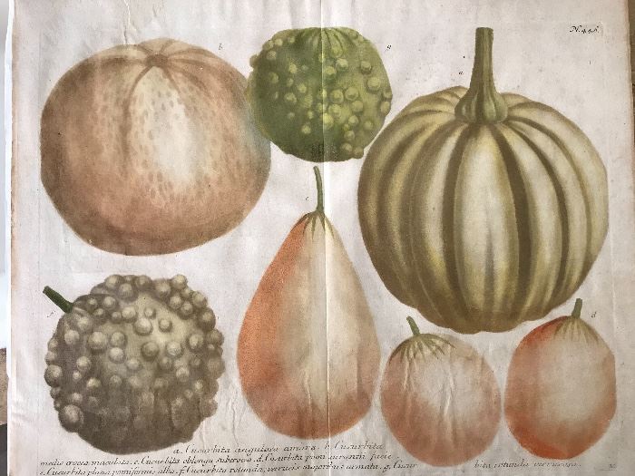 One of five mezzotint engraved plates from Johann Wilhelm Weinmann's Phytanthoza Iconographia, Ratisbon (Regisburg): 1737-45. Printed in color, finished in hand at time of publication. The first important botanical work to use the newest mezzotint process, allowing for color engraved plates with fine details in shade and hue. Illustrated by Ehret, Seuter, Ridinger and Haid, botanical descriptions by Dieterichs and Bieler.