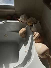 Shell collection