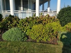 Mature landscaping - bring a shovel