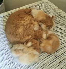 LIFELIKE MOMMA CAT WITH KITTENS