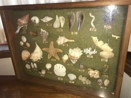 Shell display