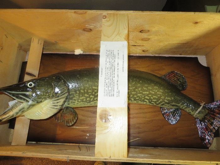 NOTHERN PIKE
SABOURIN LAKE LODGE, CANADA
STILL IN CRATE