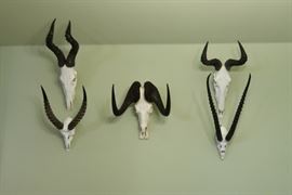 African species                                                                                                       Top left - Hartebeest, Bottom left - Waterbuck, Center - Wildebeest, Top right - Hartebeest, Bottom right - Gemsbok                                                                                            