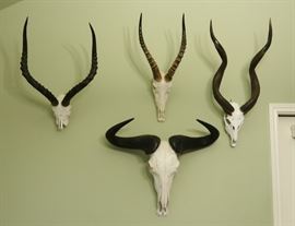 Top left - Waterbuck, Top Center - Blesbok, Bottom center - Water buffalo, Top right - Kudu