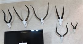 African antelope species                                                                
Top row left to right - Eland, Waterbuck, Lechwe, Sable      Bottom row left to right - Blesbok, Springbok