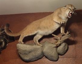 North American mountain lion