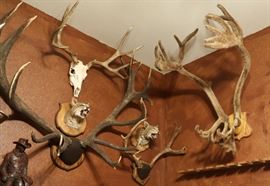 Bottom left - Red Stag, Top Left - Mule Deer, Top Right - Caribou mount                                                                                                       Various other Bobcat and mule deer mounts