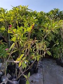 Huge selection and variety of Plumeria!