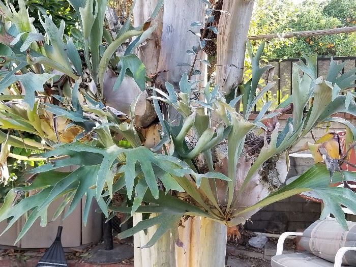 Couple dozen various sizes of staghorn ferns