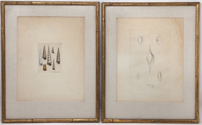 Early 1800's Shell Hand Tinted Framed Prints
