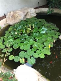 Very Large flowering lily pad $100 goldfish that look like Koi $1.00 each