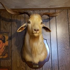 Taxidermy...mountain goat