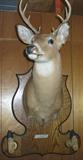 A truly beautiful mount for your game room, den or special place to hang your bow or firearm.