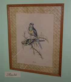 John Gould bird lithograph