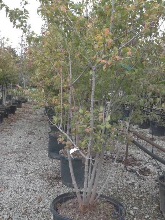 1 Flame Amur Maple 25 gallon shrub
