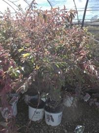 3 Red Rover Silky Dogwood 3 gallon
