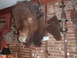 Taxidermy Items, buffalo Gloves, and Bison Head