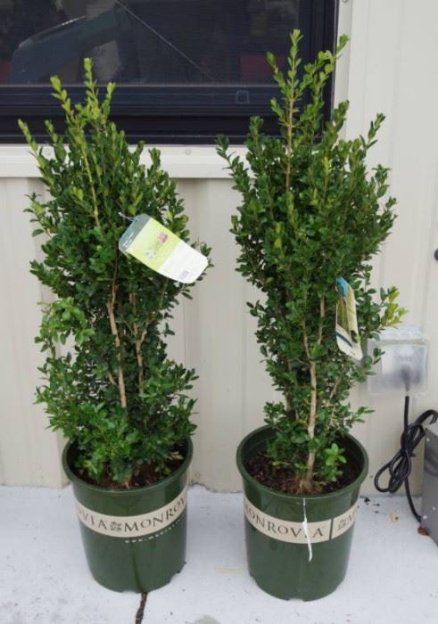 1 qty. Green Tower Boxwood  Premium Landscapin ...