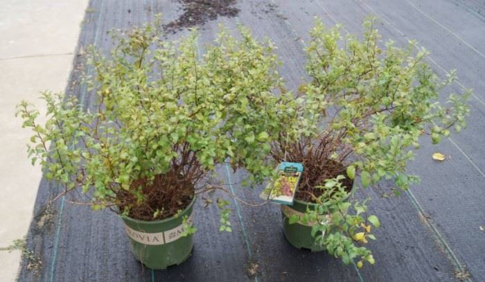 2 qty. Goldenflame Spirea  Premium Landscaping ....