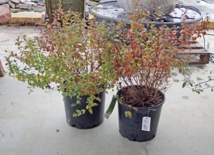 2 qty. Goldenflame Spirea  Premium Landscaping ...