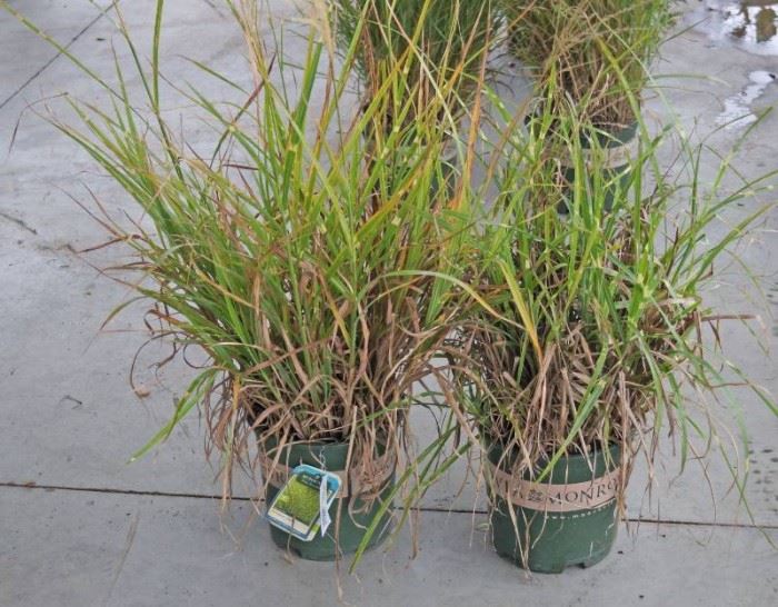 2 qty. Porcupine Grass  Premium Landscaping Pl ...