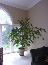 Beautiful REAL ficus tree in plastic planter with rolling base.
