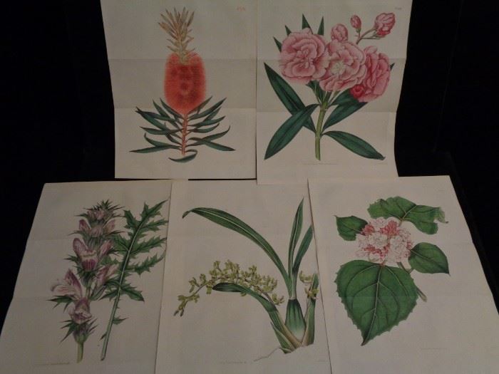 Curtis botanical hand colored engravings, 1815 & 1816