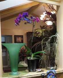 Vases - Black Sapphire live orchid