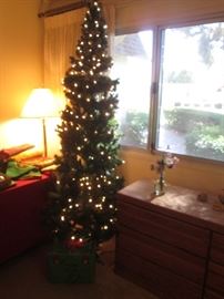 Various Size Christmas Trees