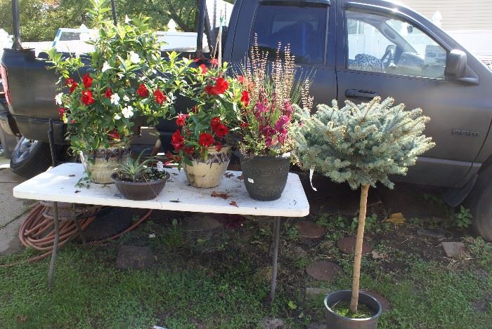 Outdoor & Indoor House Plants