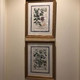 Framed Botanical Engravings 