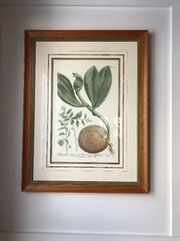 Pair Botanical Engravings 