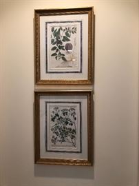 Framed Botanical Engravings