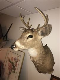 WALL MOUNTED DEER HEAD TAXIDERMY