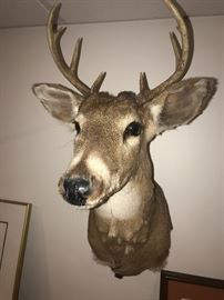 WALL MOUNTED DEER HEAD TAXIDERMY