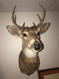 WALL MOUNTED DEER HEAD TAXIDERMY