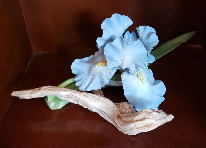 Blue Sapphira Iris  The Royal Horiculature Society by Ron Van Ruyckevlt