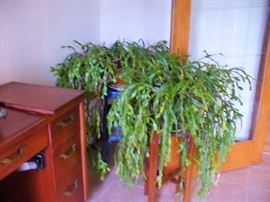 2 HUGE CACTUS PLANTS READY TO BLOOM FOR THE HOLIDAYS AND A METAL KITCHEN STOOL AND WOODEN PLANT STAND.  THERE ARE ALSO 2 OLD MILK CANS RIGHT OUTSIDE THIS DOOR FOR SALE TOO