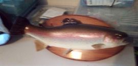 trout mounted