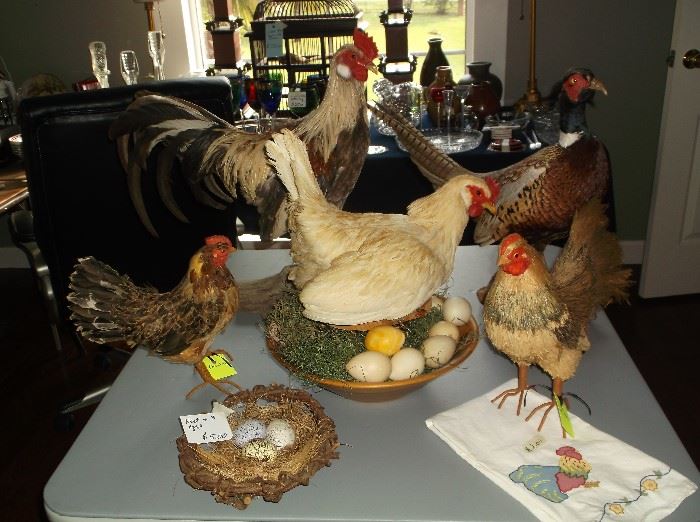 Mounted ring neck pheasant, rooster, and hens
