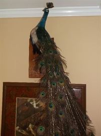 Mounted peacock