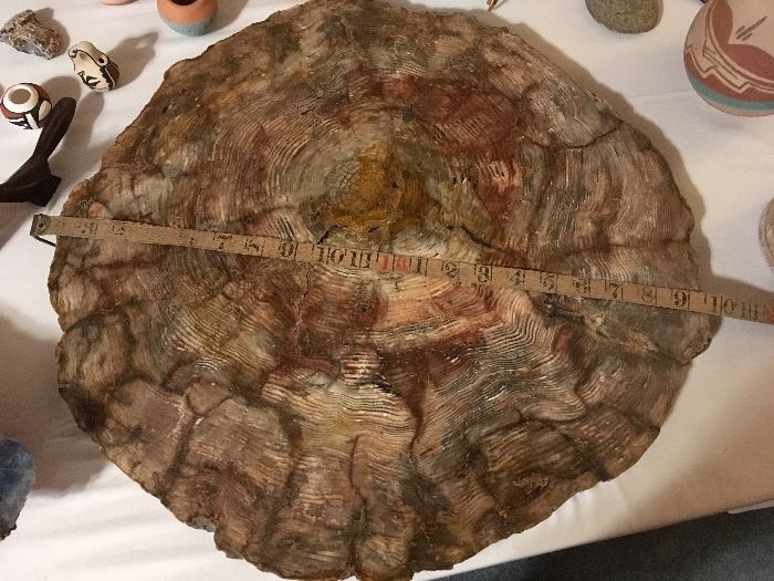  20 inch slice of beautiful petrified wood