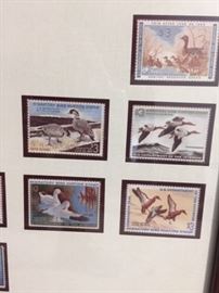 some of the more recent duck stamps framed with the Don Edwards print