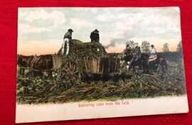 Post card "Gathering Cane from the field"