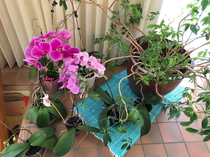 Orchids and Schefelera's