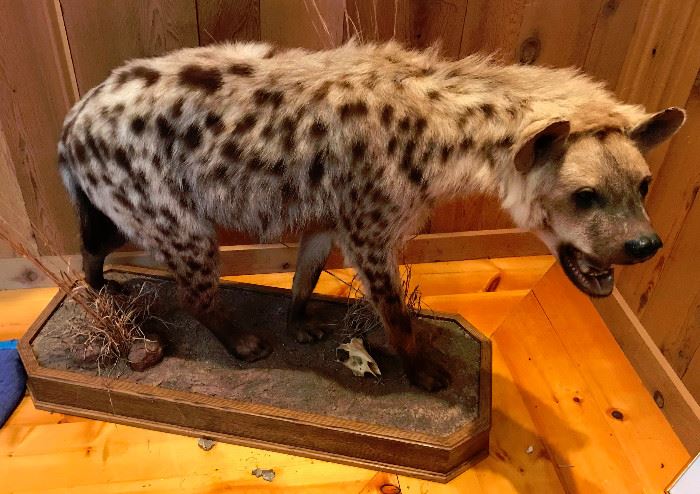 Full Mount African Spotted Hyena